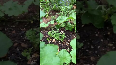 Volunteer garden crops planted by my chickens