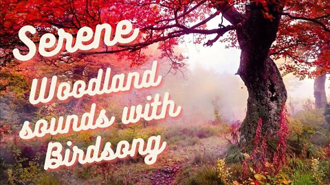 Serene Woodland Scene with Birdsong | Relax, study & Sleep