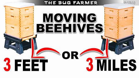 3 Feet or 3 Miles | Moving beehives to a new location #beekeeping