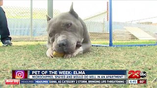 Pet of the Week: Elma