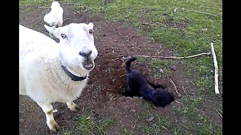 Rabbit Hole Excavation Hampered by Friendly Sheep