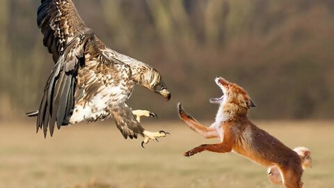 Águia captura uma raposa!