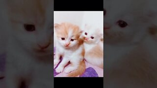 #Kittens #Cutecats #persiancats