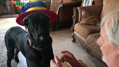Birthday Hat and Chicken Wings ~ Max and Katie the Great Dane's Family Tradition
