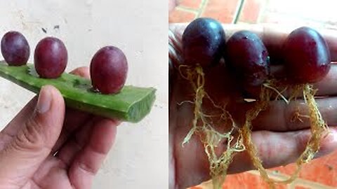 HOW TO PLANT GRAPES DIRECTLY FROM THE FRUIT