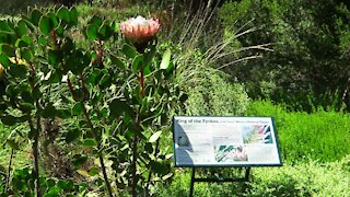 SOUTH AFRICA - Cape Town - Kirstenbosch National Botanical Garden (Video) (uD9)