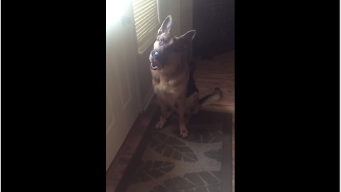 German Shepherd Patiently Waits By The Door To Go Outside