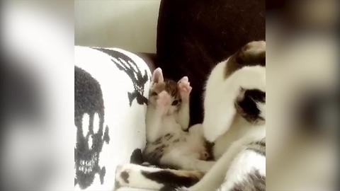 "A Kitten Copies Her Mom Cat, Who Is Cleaning Herself"
