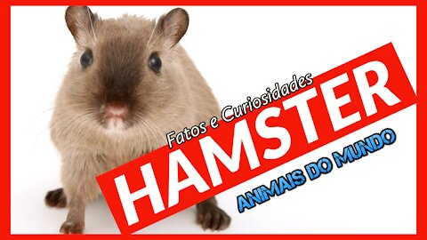 Hamster - fatos e curiosidades - Animais domésticos