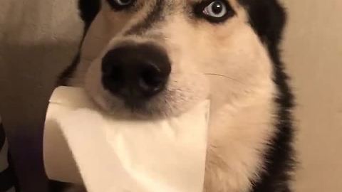 Husky acts as personal toilet paper holder