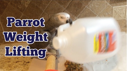 Einstein the Parrot knows how to stay in shape