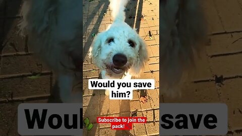 Would you save him? 🐶 #shorts #dog