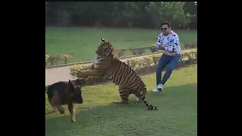 Tiger killed the Puppy