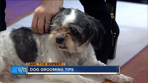 Ask the Expert: Grooming long-haired dogs