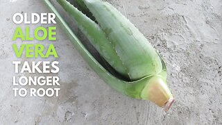 Older Aloe vera Takes Longer Time to Grow Roots