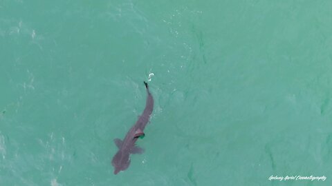 Irish drone footages captures feeding basking shark