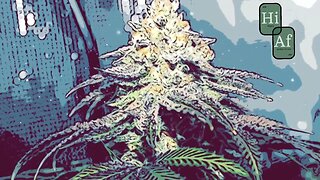 Plant Medicine Feat. Terence McKenna (Visualizer)
