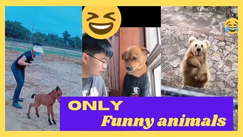 funny reaction video, Funny animals Hub, funny cats 🐈😻🐈‍⬛😄, funny animals life 😄😆🤣, funny videos