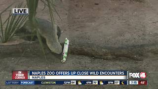 Naples Zoo offers up-close wild encounters - 7am Live Report