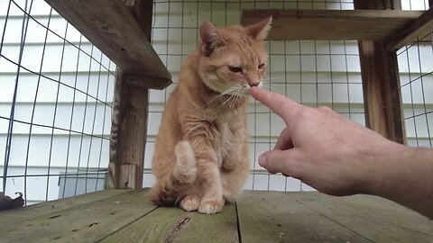 Relaxing ASMR Lexi the Catio Cat Gets Pets. Gives Boops, and Bips Tennessee Holler Farm 4K HD