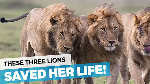 12-Year-Old Girl Abducted And Beaten, Saved By Pride Of Lions