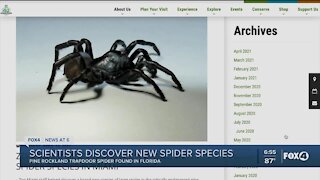 New species of venomous spider found at zoo in Florida