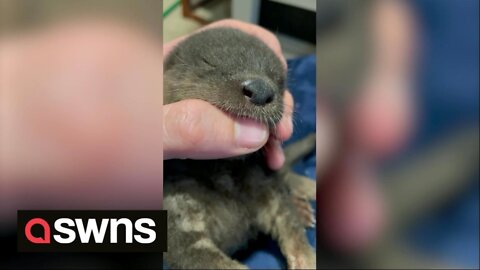 Adorable footage shows hungry baby otter suckling on handler's finger