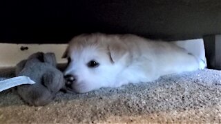 Puppy drags toy bunny into his lair and adorably attacks it