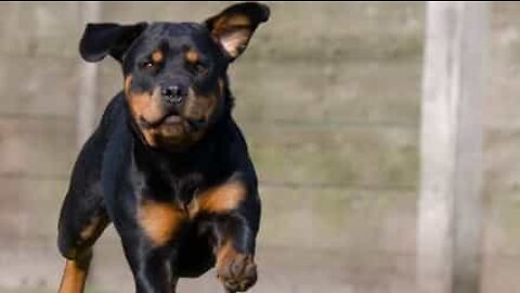 Flying dog filmed by surveillance camera