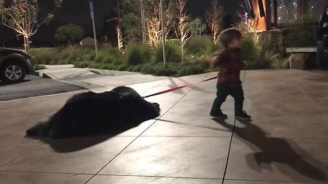 Toddler attempts to walk massive Newfoundland, adorably fails