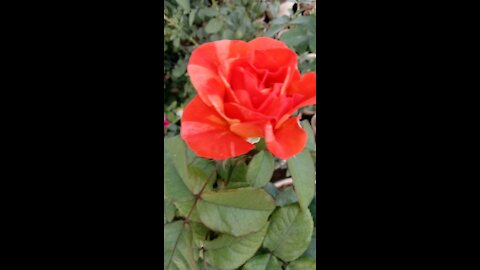 Red rose beautiful flowers natural beauty in my garden 2021/December/19
