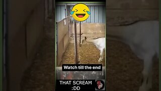 The GOAT SCREAM like HUMAN 😂