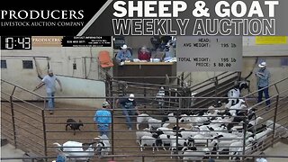 8/29/2023 - Producers Livestock Auction Company Sheep & Goat Auction