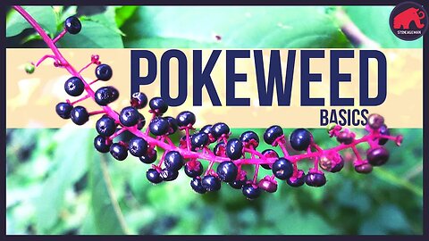 Pokeweed: Only eat this if...