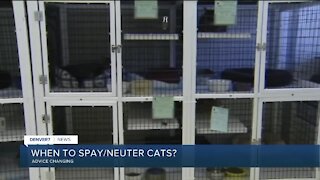 Vets change recommendations on when to spay/neuter kittens