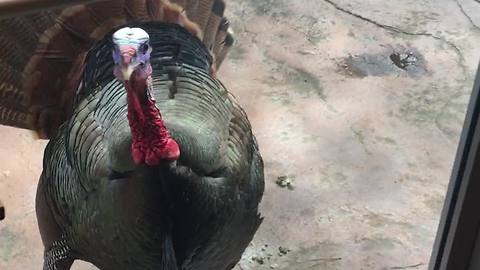 Massive wild turkey knocks on front door