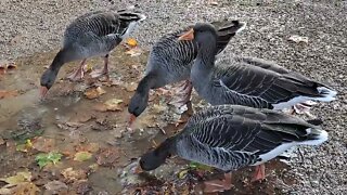 Geese drinking from puddles #buckinghampalace