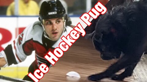 Pug Plays Ice Hockey - Dogs doing funny stuff