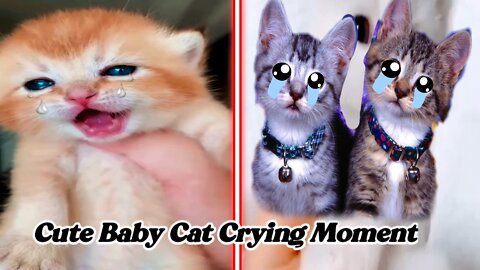 Cute Baby Cat Crying Moment !!