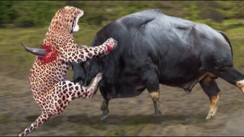 Strongest Animals In Africa ► Buffalo Vs Leopard, Lion Receives Fierce Attacks From The Buffalo Herd