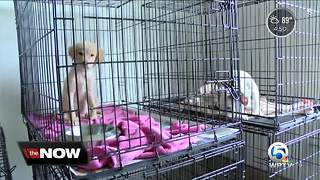 Tri-County Animal Rescue: 50 puppies recued from high-kill shelter getting ready for a forever home