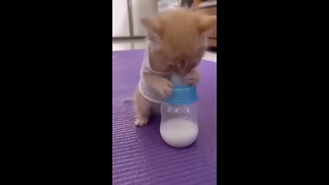 baby cate drinking milk