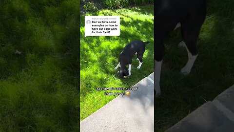 dogs, dogvideos 35