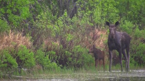 Momma Moose & Prancing Baby