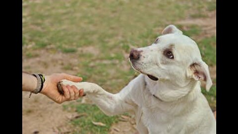 Dog Meets Her Mom For The First Time Since She Was A Puppy