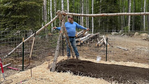 Building a beautiful tomato trellis! Gardening in Alaskan Free upgrade