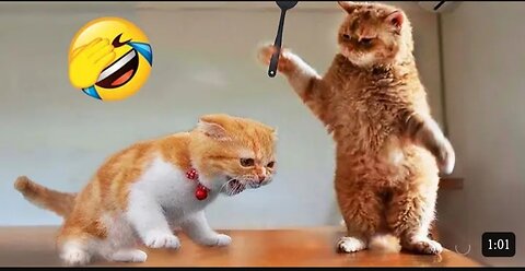 Funny cats