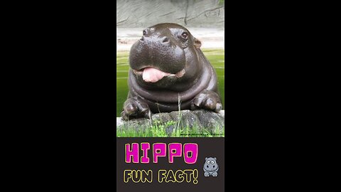 Hippo Fun Fact | Hippos: The River Royalty #shorts