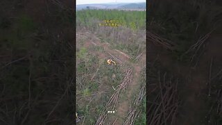 Trees in China Are Cut Down to Make Way to Farmland