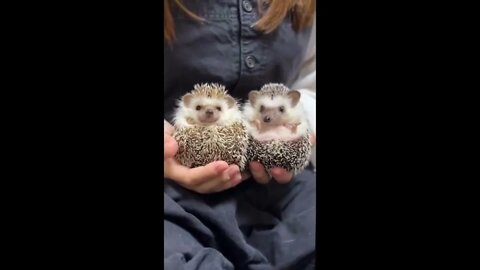 Cute baby animals Videos Compilation cute moments of the animal's Cutest Animals #shortvideo #viral